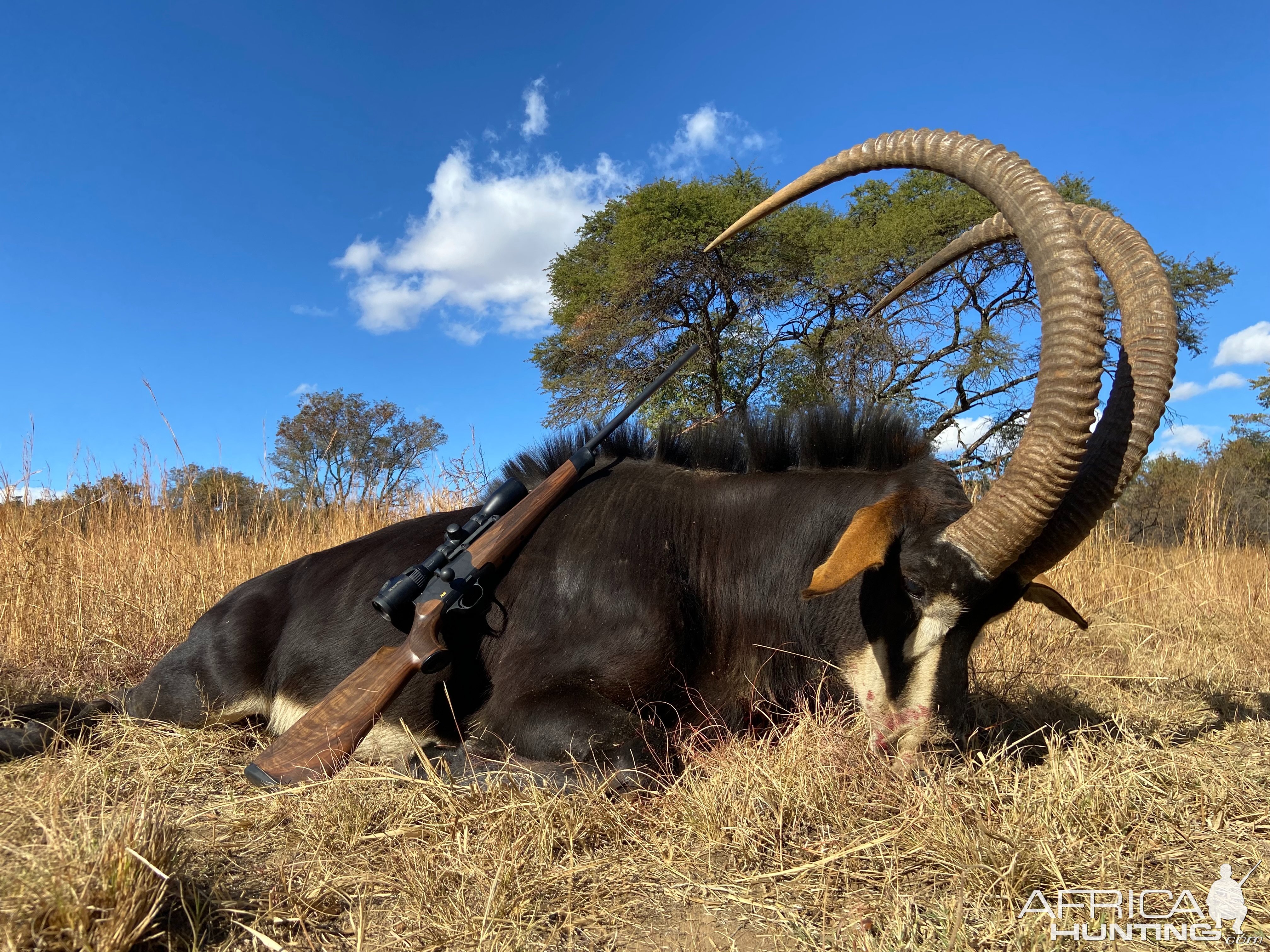 48.5 Sable Hunt Zimbabwe