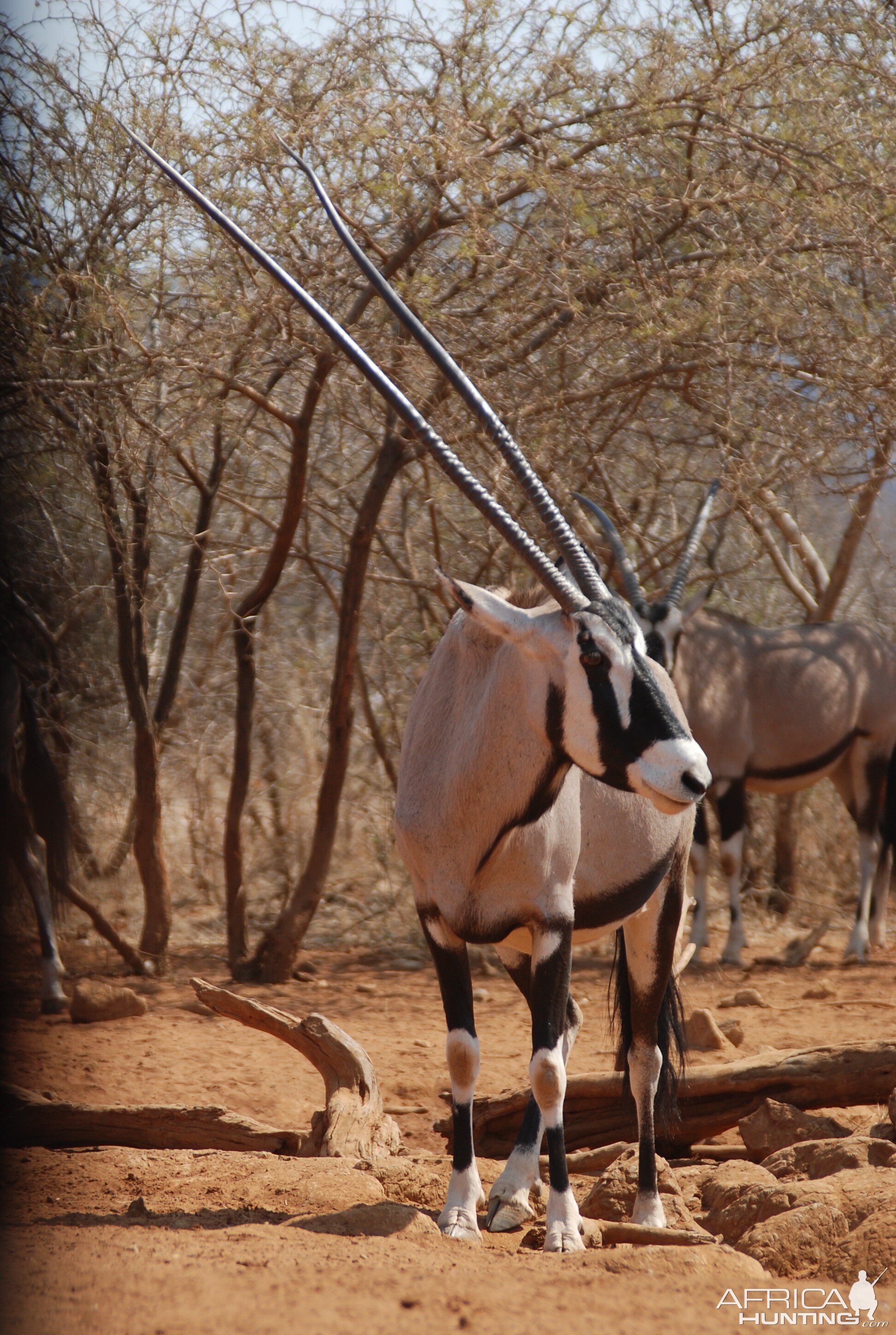 48 inch Oryx cow -Lindenhof Safaris