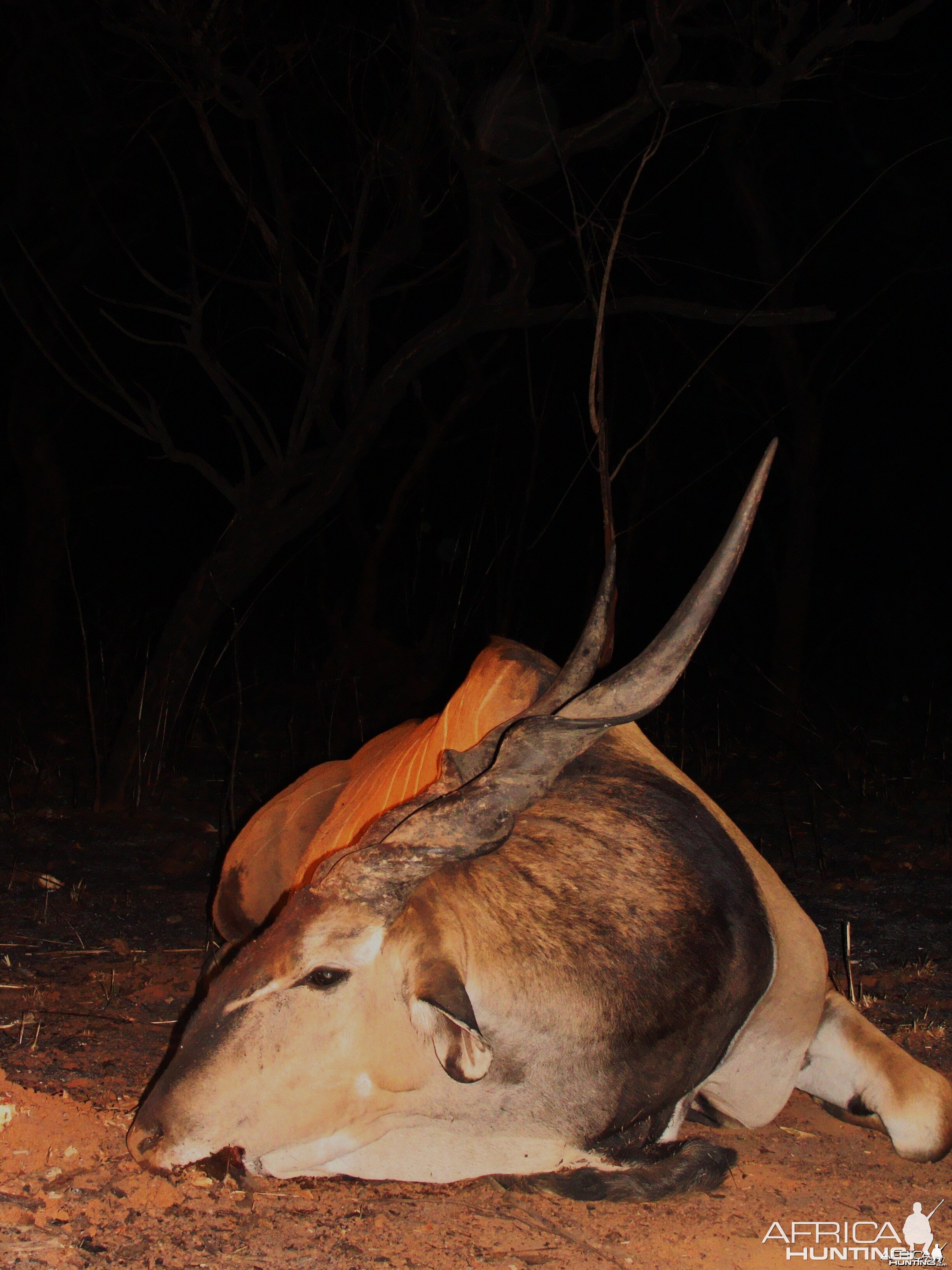 49.8 inch Eland hunted in CAR with Central African Wildlife Adventures