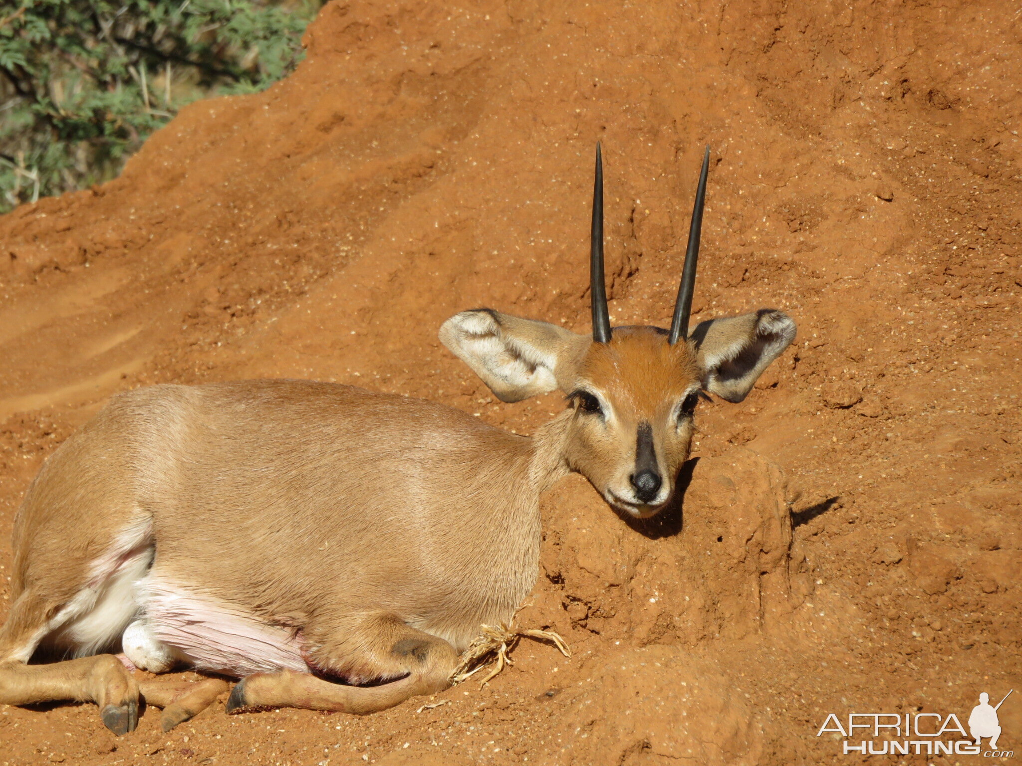 5"+ Steenbok Hunt