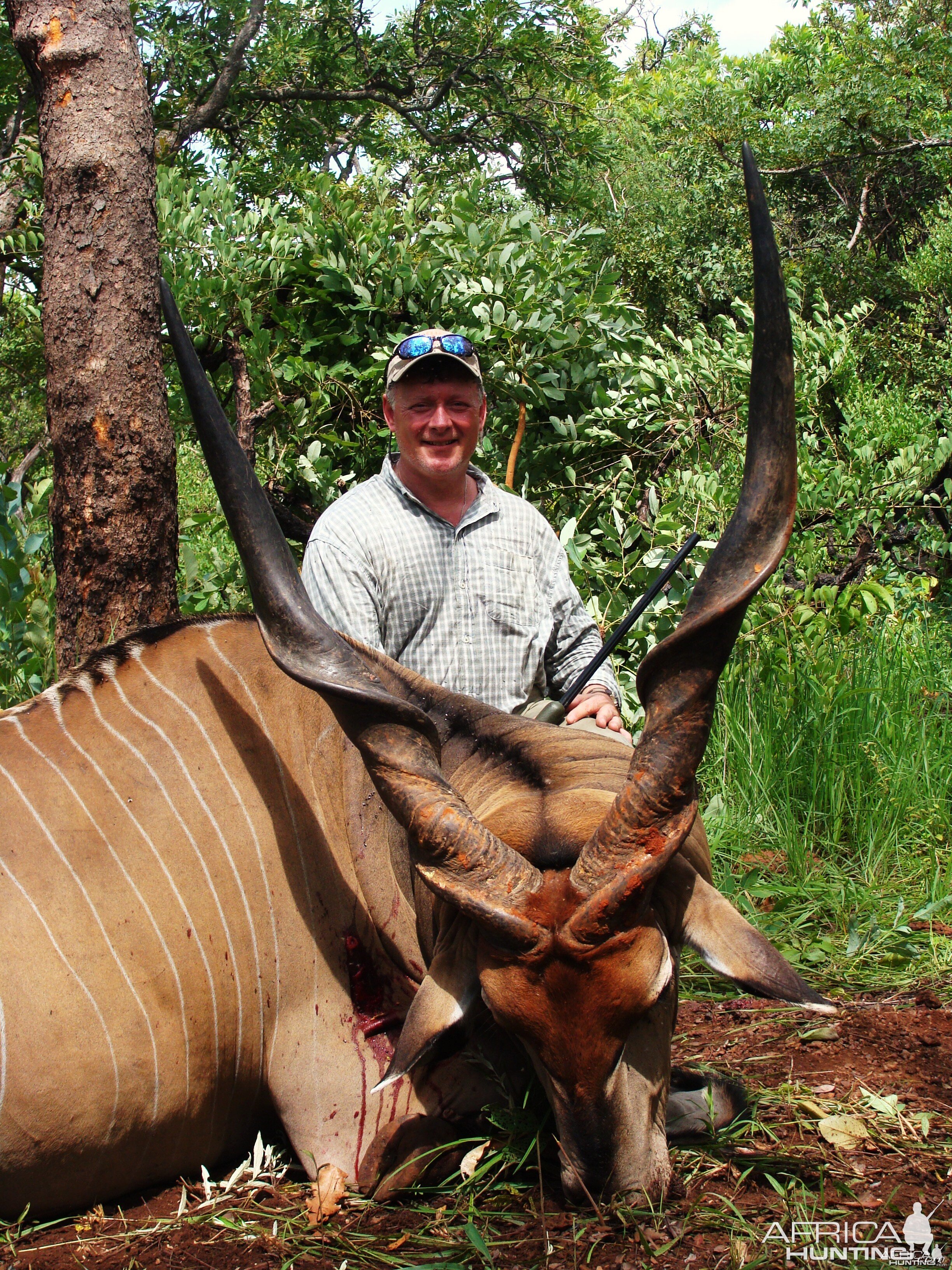 50 inch Eland hunted in CAR with Central African Wildlife Adventures