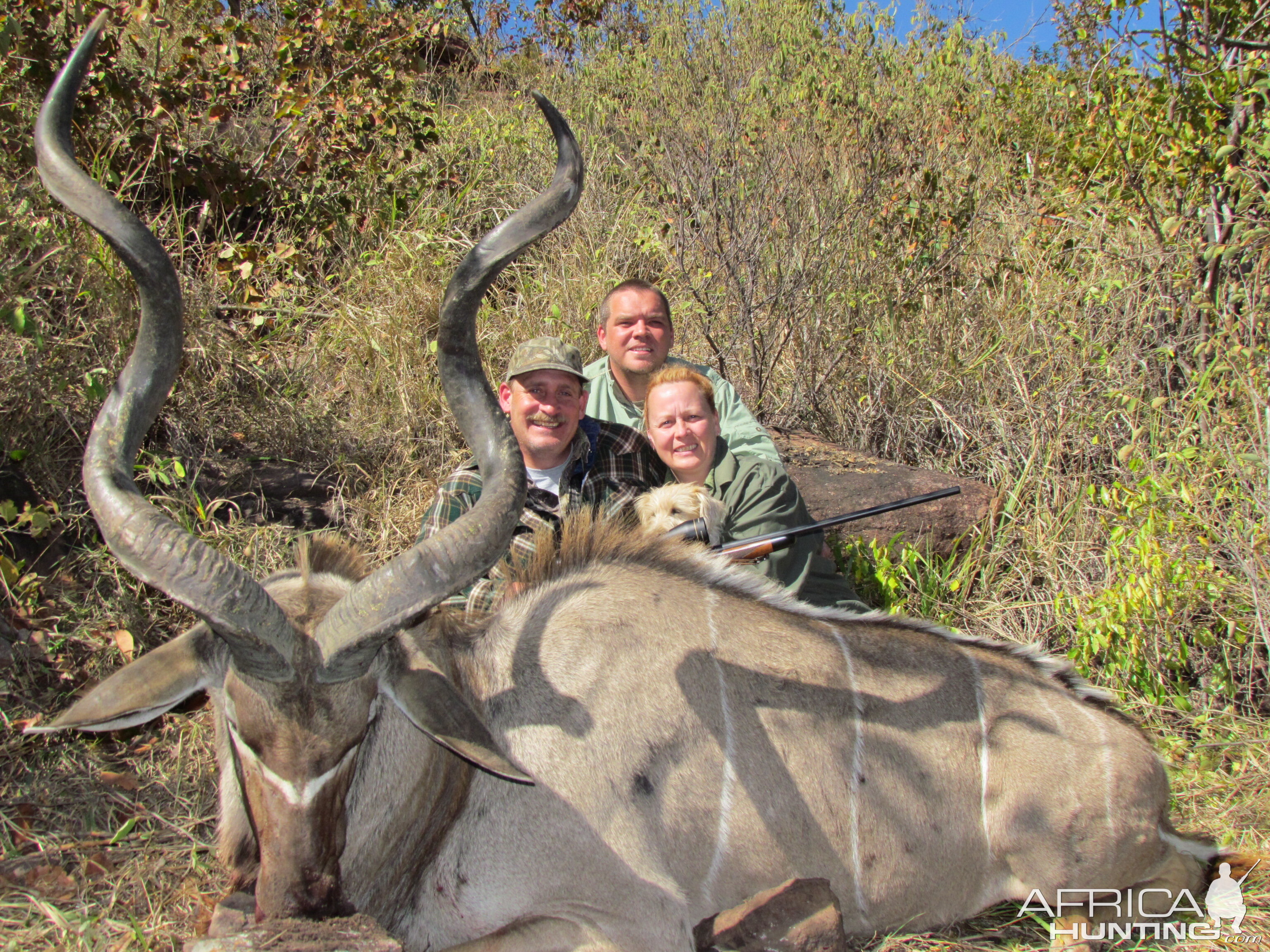 52+ Kudu Bull