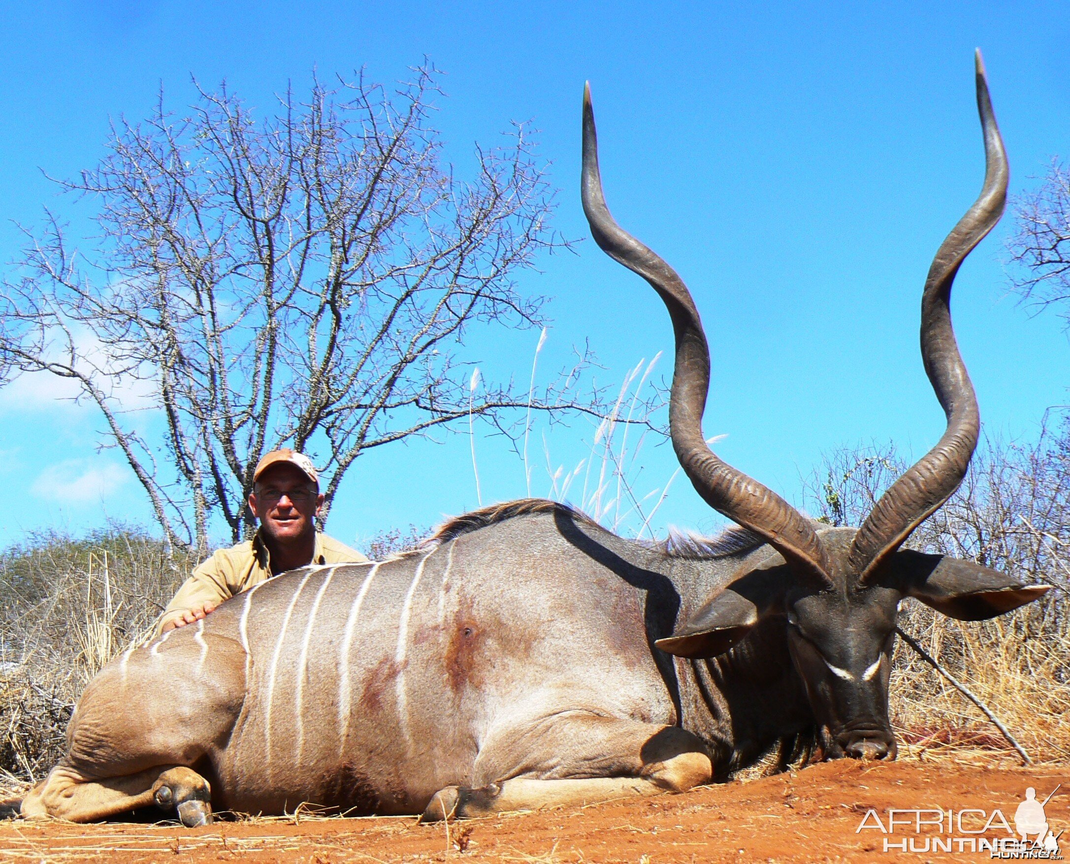 53" East African Kudu