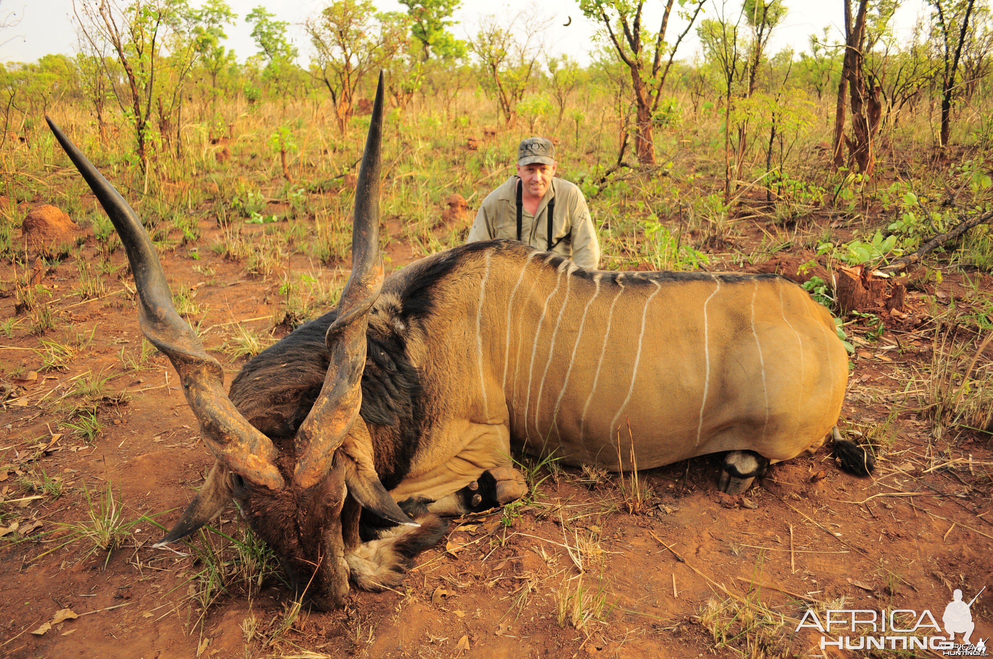 53 inch Lord Derby Eland