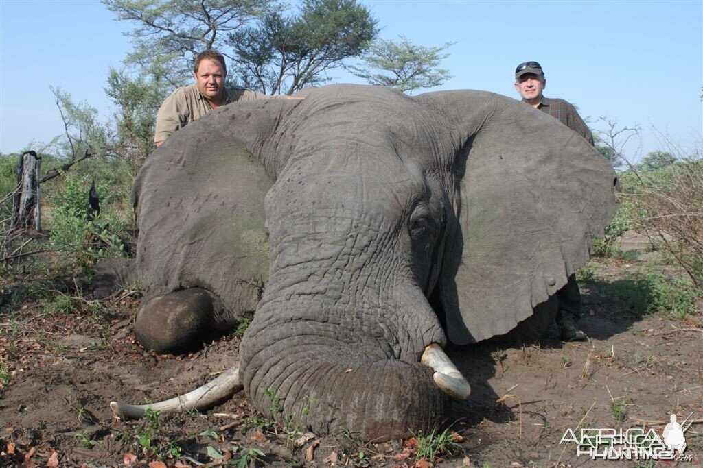 53 lbs Elephant hunted in the Caprivi Namibia