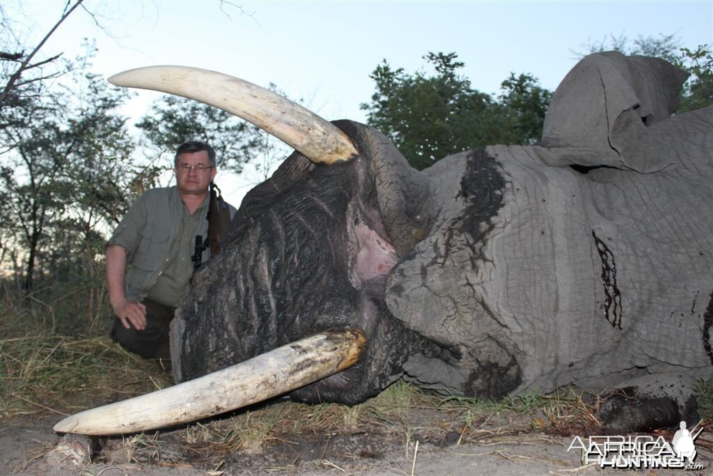 54 lbs Elephant hunted in the Caprivi Namibia