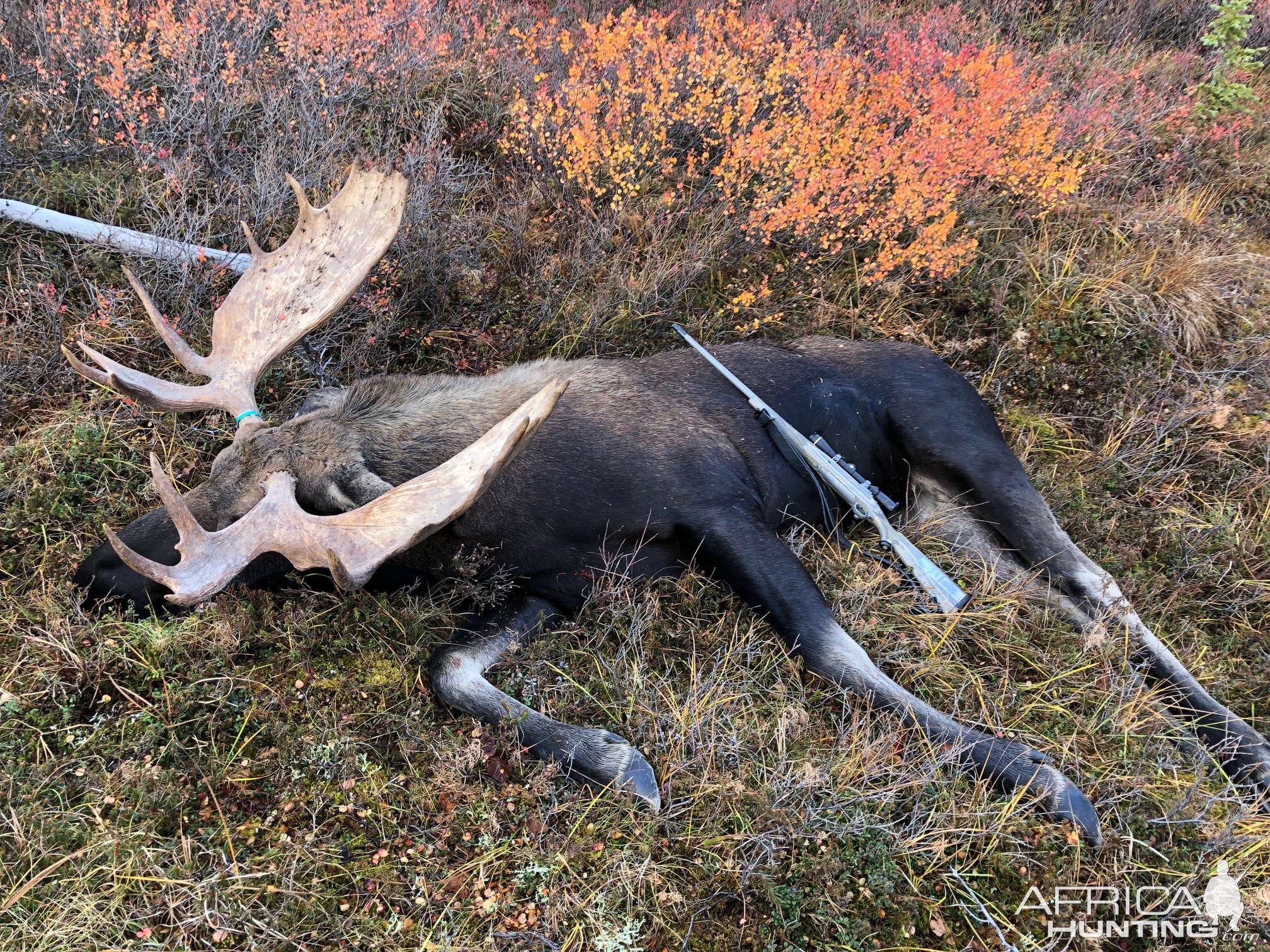 55 Inch Moose Hunt Alaska