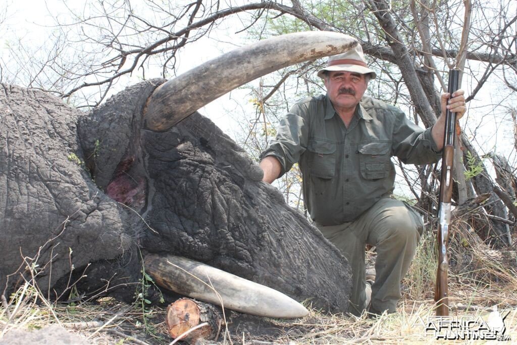 55 lbs Elephant hunted in the Caprivi Namibia