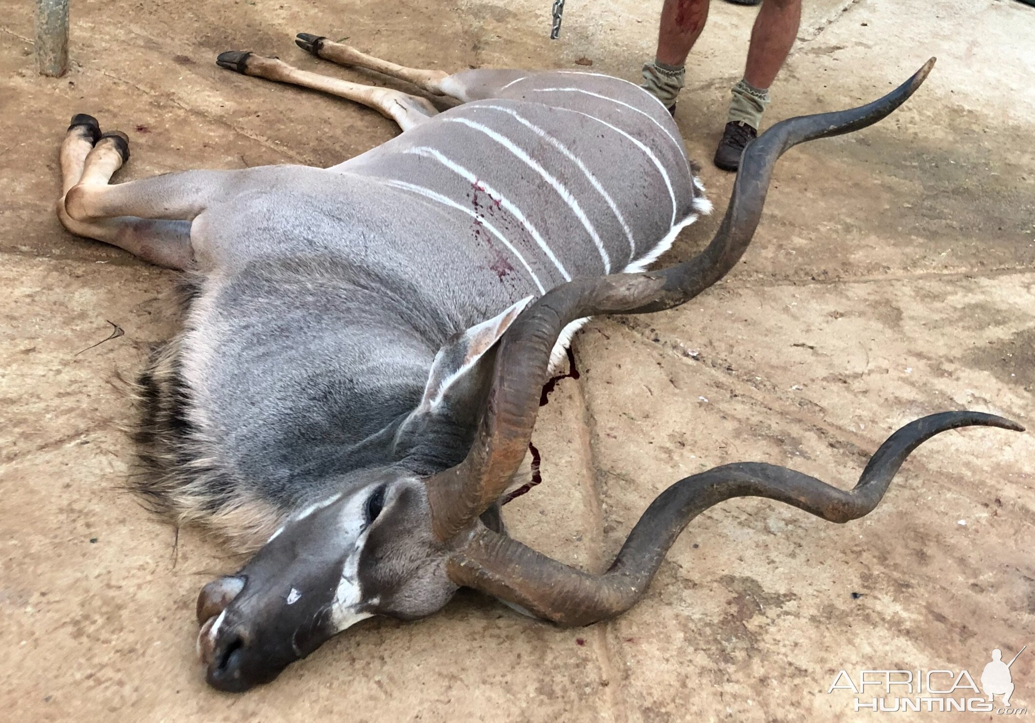 56” Inch Kudu Hunting South Africa