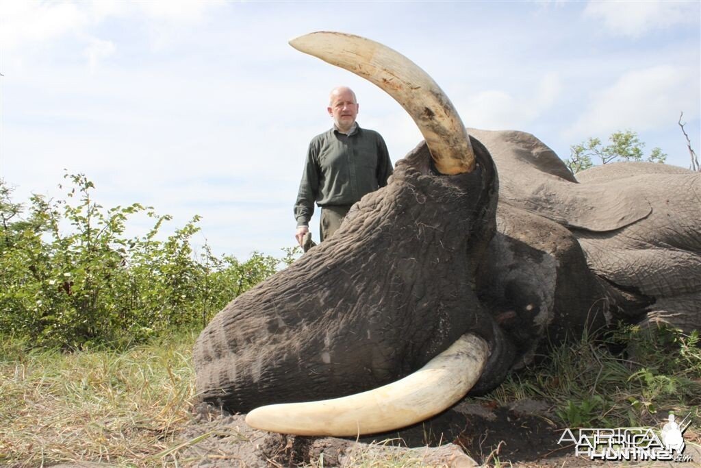 56 lbs Elephant hunted in the Caprivi Namibia