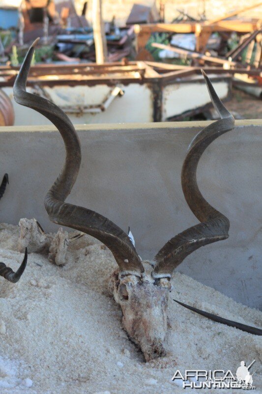 59 inch Kudu hunted in Namibia