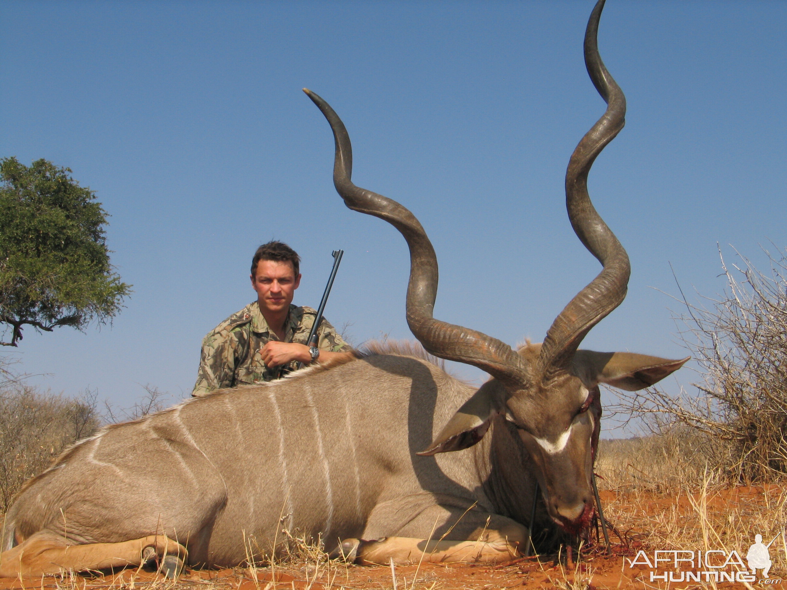 59 inch Southern Greater Kudu