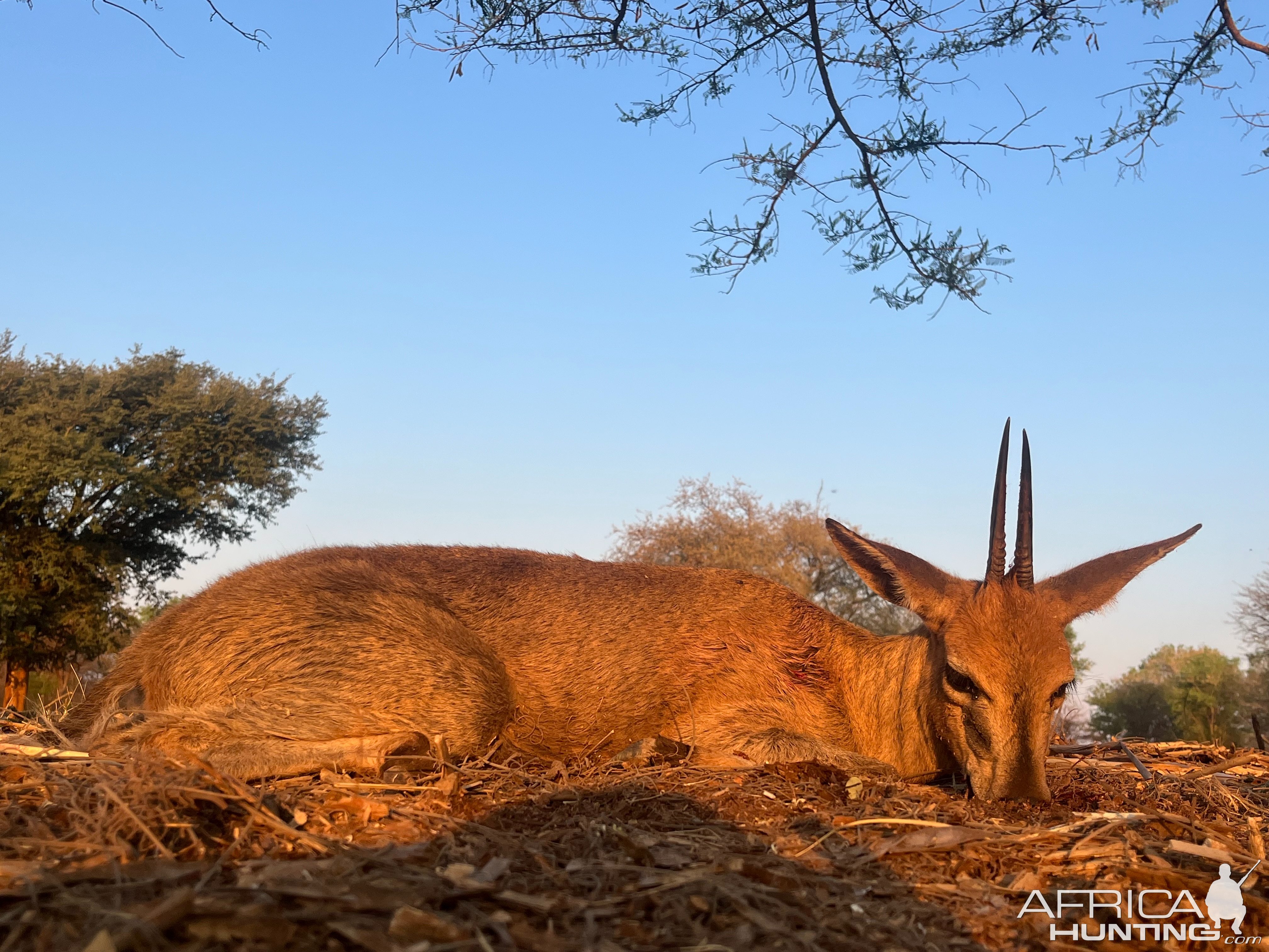 6 Inch Common Duiker Hunt Zimbabwe