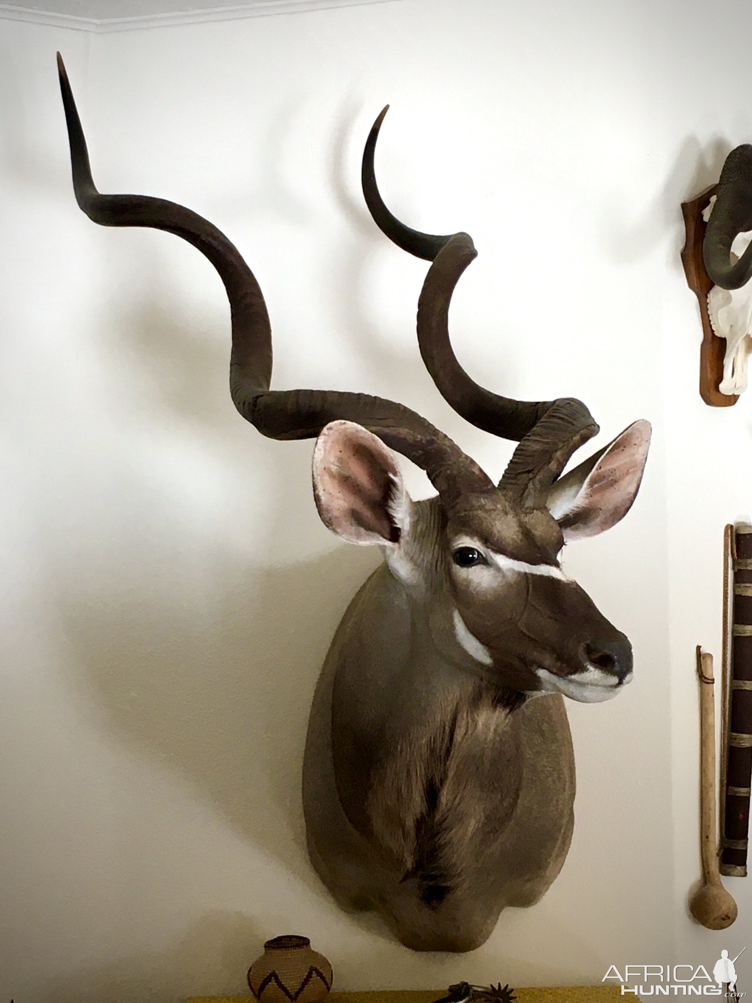 60" Inch Kudu Shoulder Mount Taxidermy