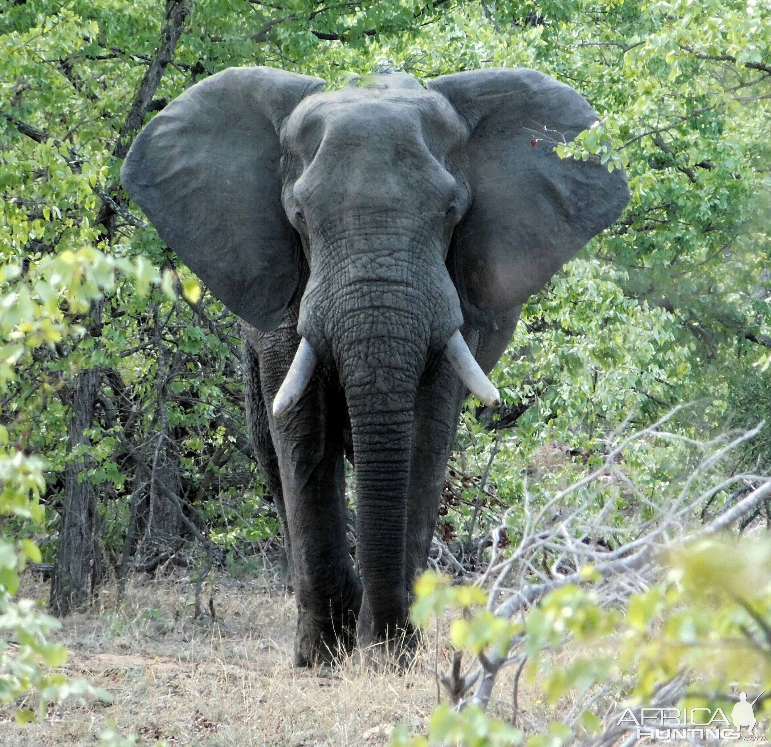 60 pounder Elephant Mozambique