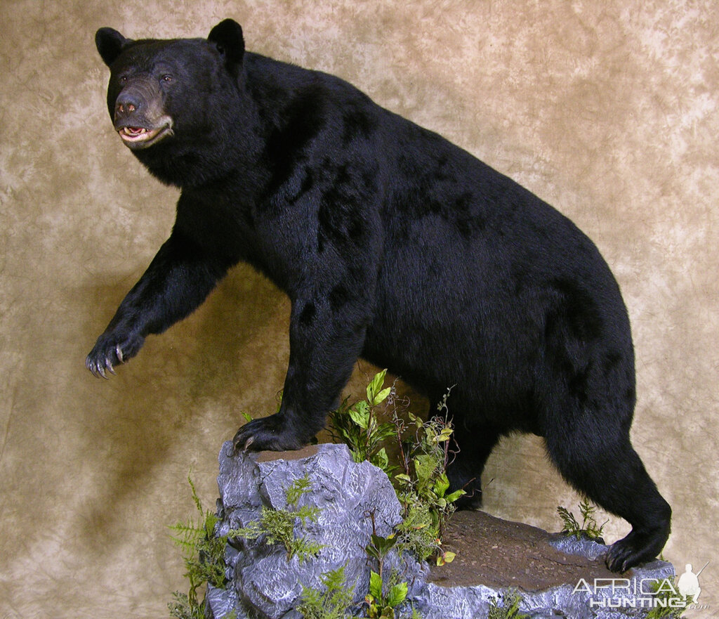 601lb North Carolina Black Bear Full Mount Taxidermy