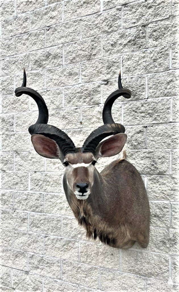 61 Inch Kudu Shoulder Mount Taxidermy