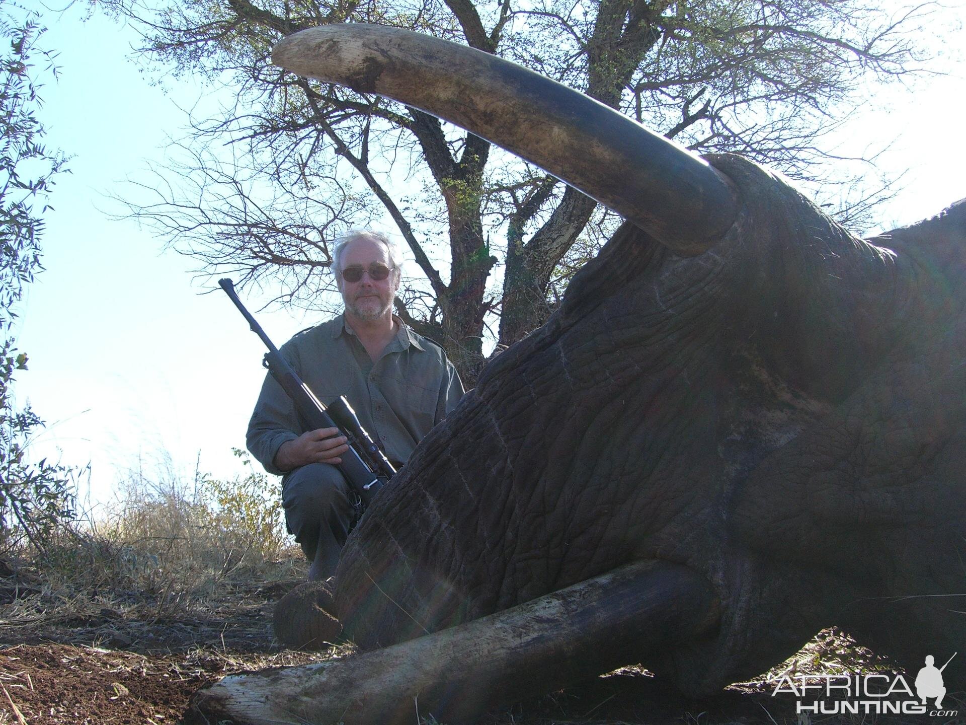 62 pound Elephant Bull