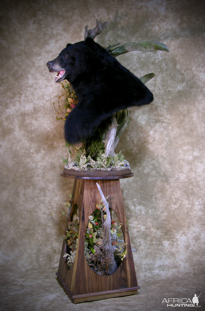 700lb Black Bear Shoulder Mount Taxidermy