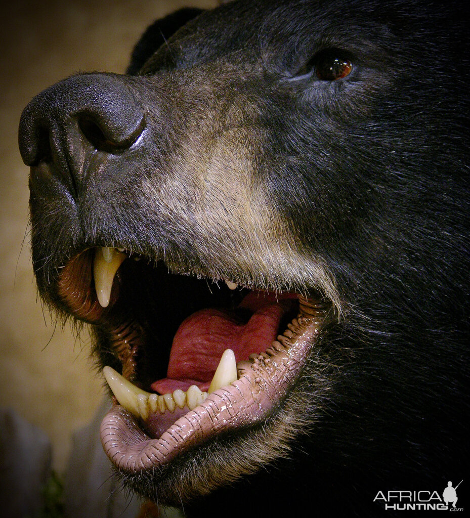 700lb Black Bear Shoulder Mount Taxidermy