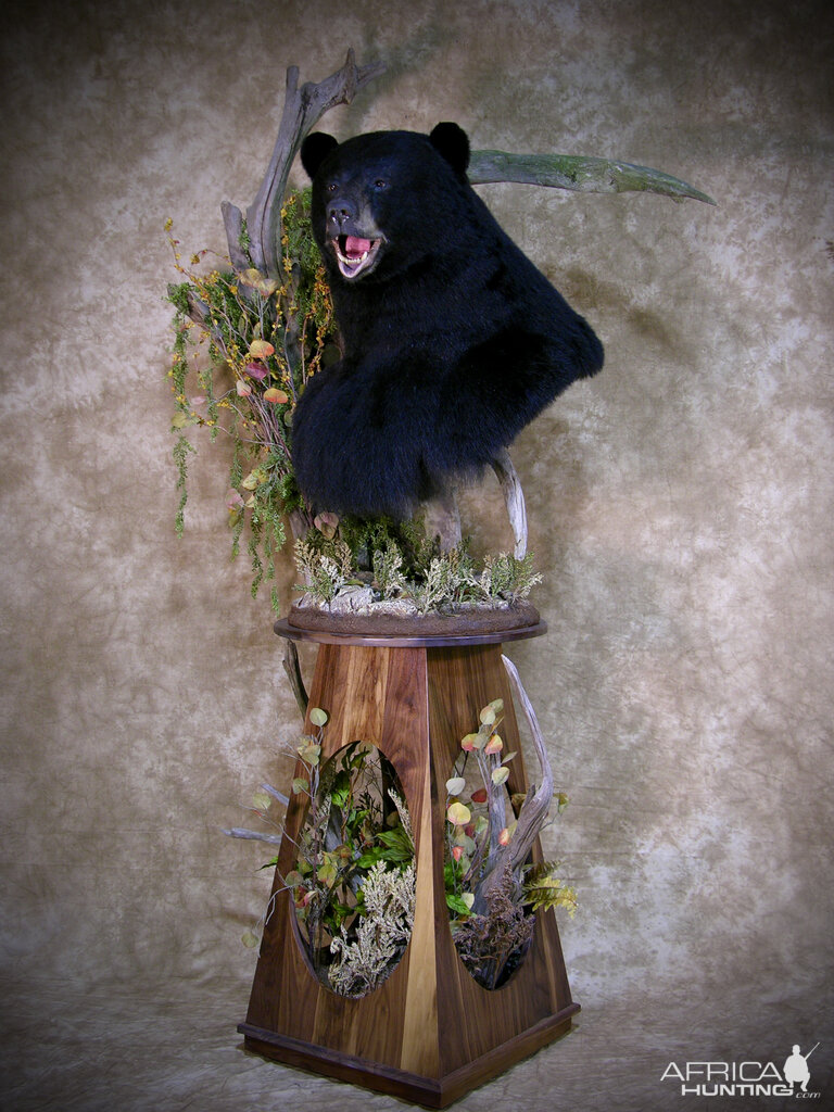 700lb Black Bear Shoulder Mount Taxidermy