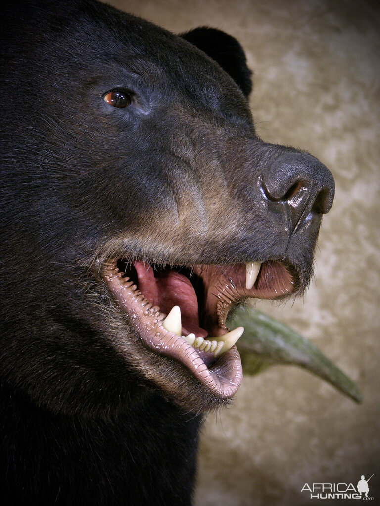 700lb Black Bear Shoulder Mount Taxidermy