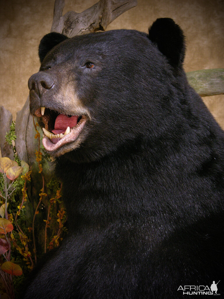 700lb Black Bear Shoulder Mount Taxidermy