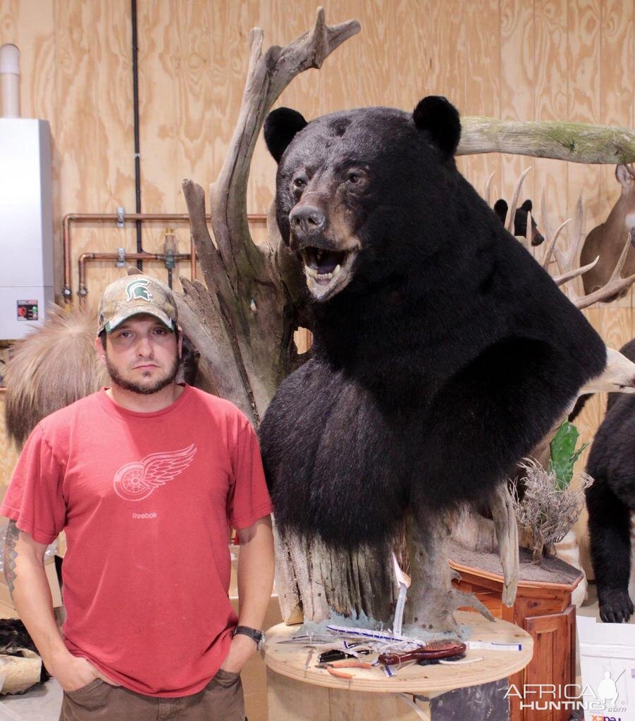 700lb Black Bear Shoulder Mount Taxidermy