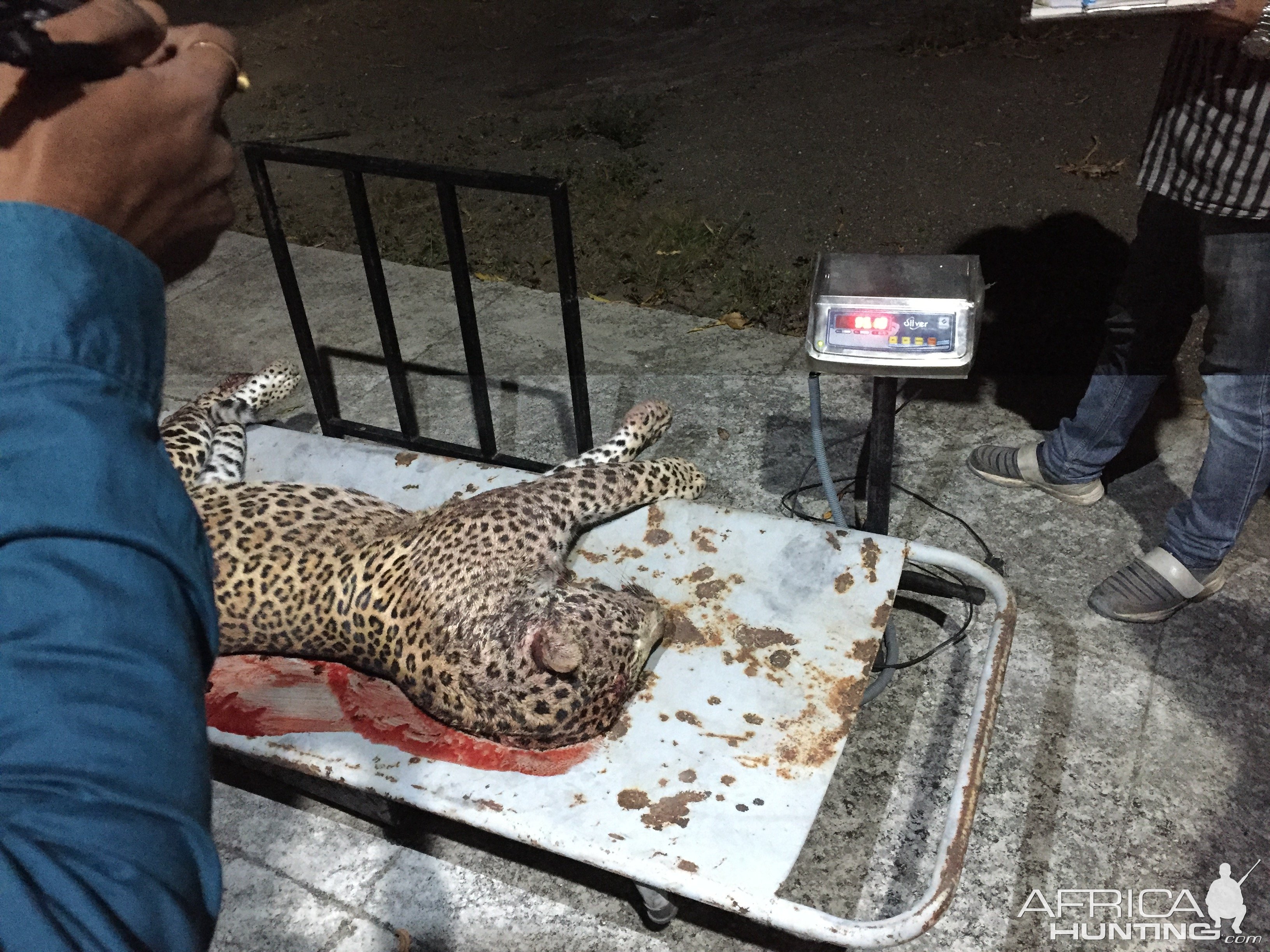 73 kg Leopard Hunt Southern Gujarat