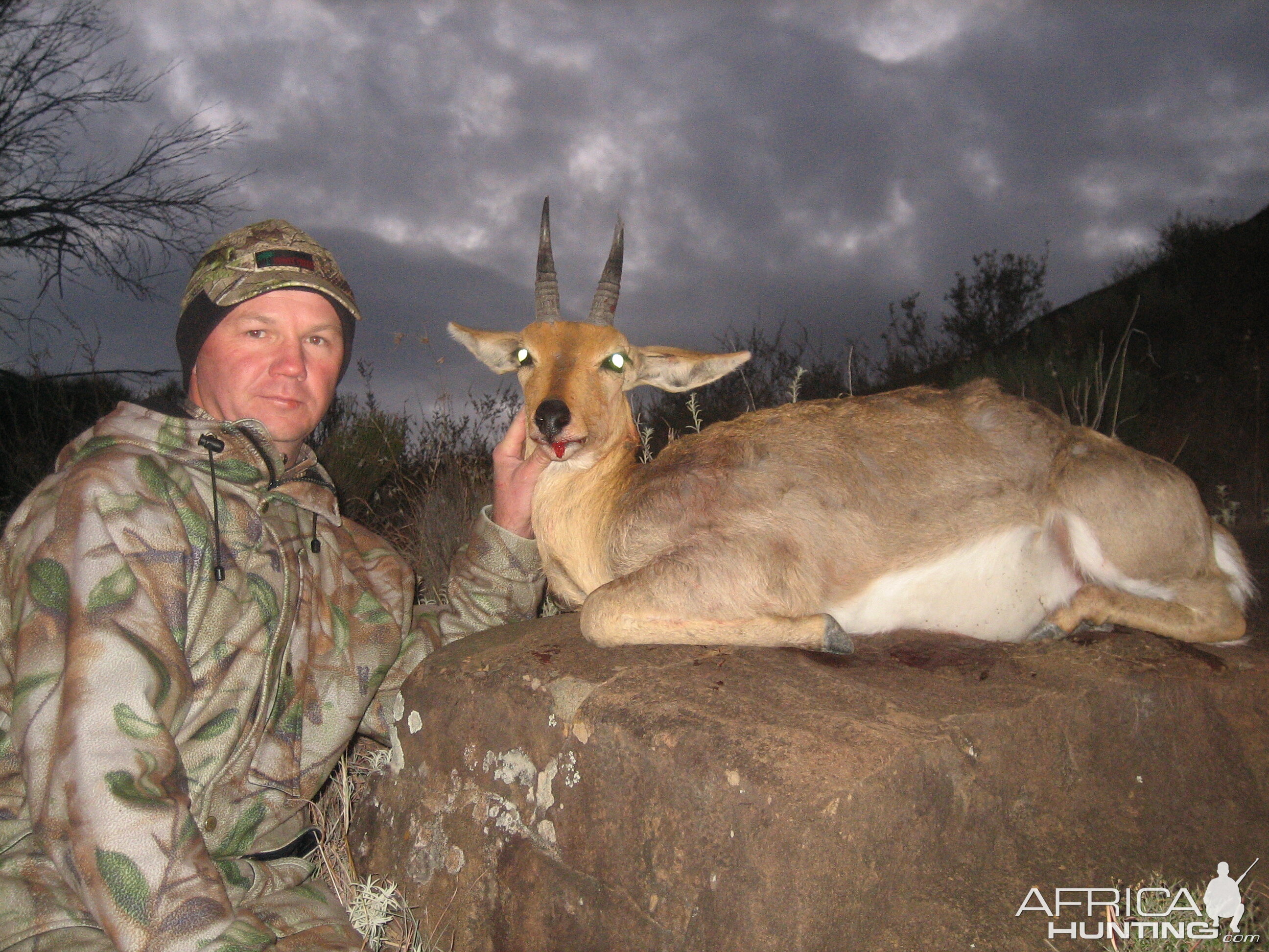 7in Mountain Reedbuck