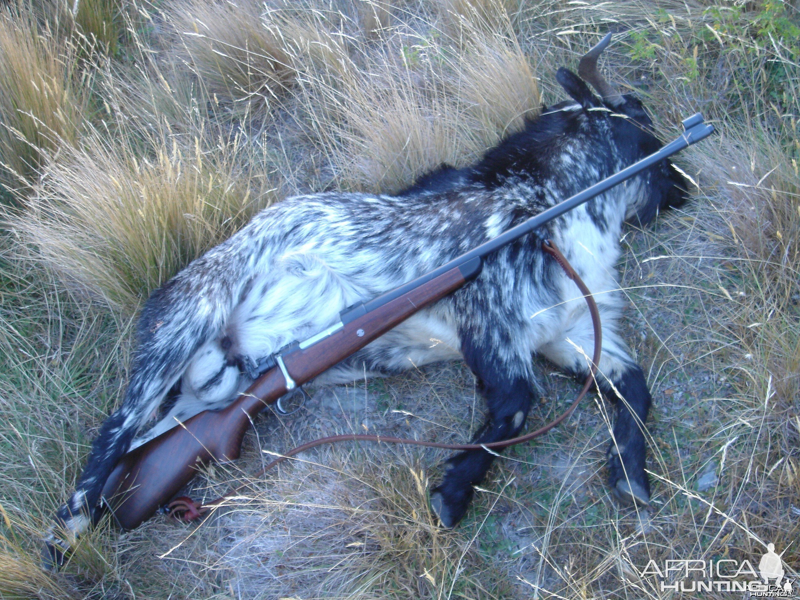 7x57 Stalking Rifle and Goat