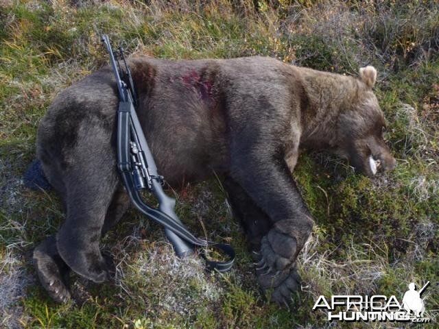 9 foot 2 Brown Bear hunt in SW Alaska with a 27 and 7/16 inch skull