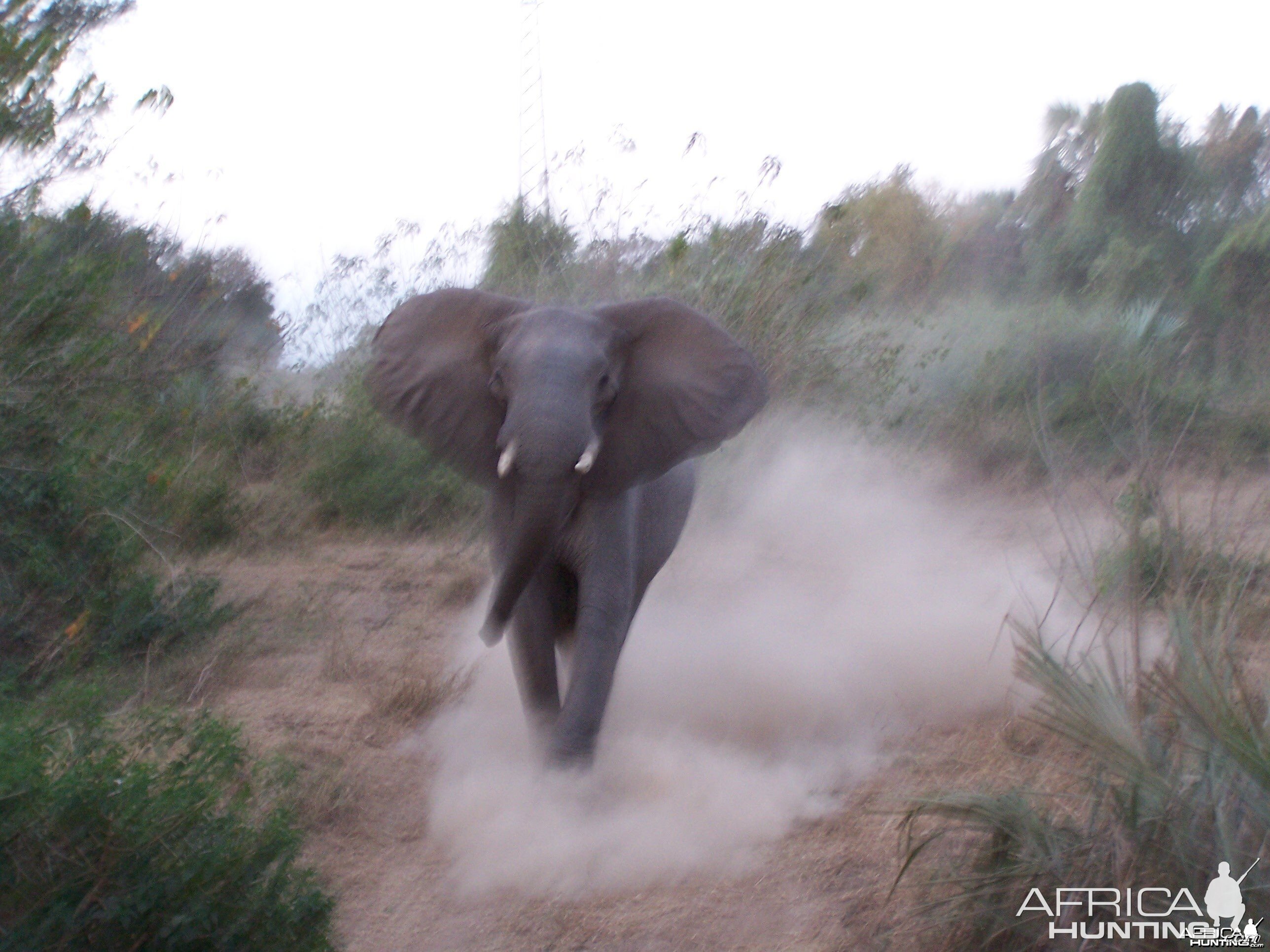 A charging cow Elephant