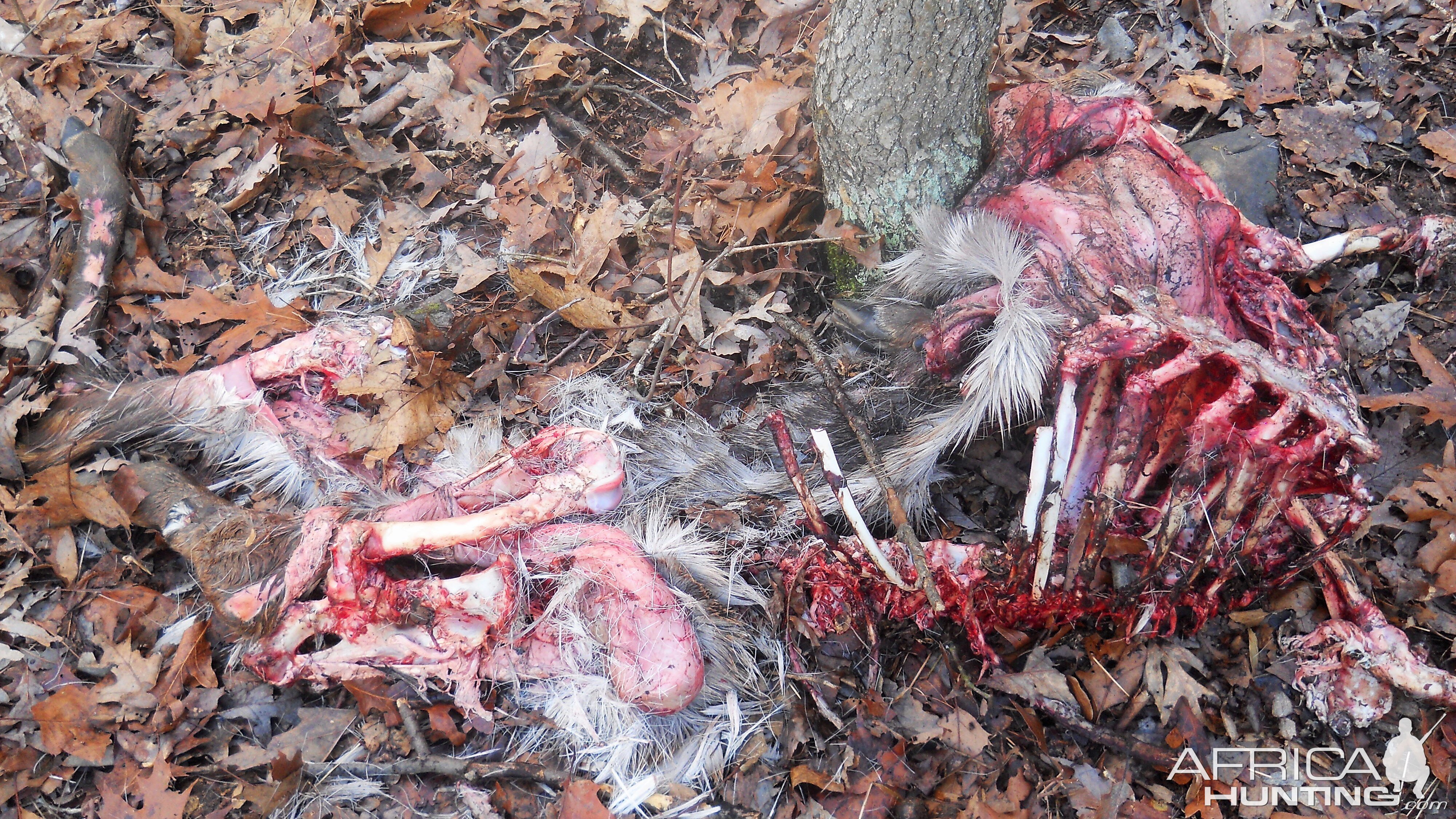 A coyote kill and whats left over