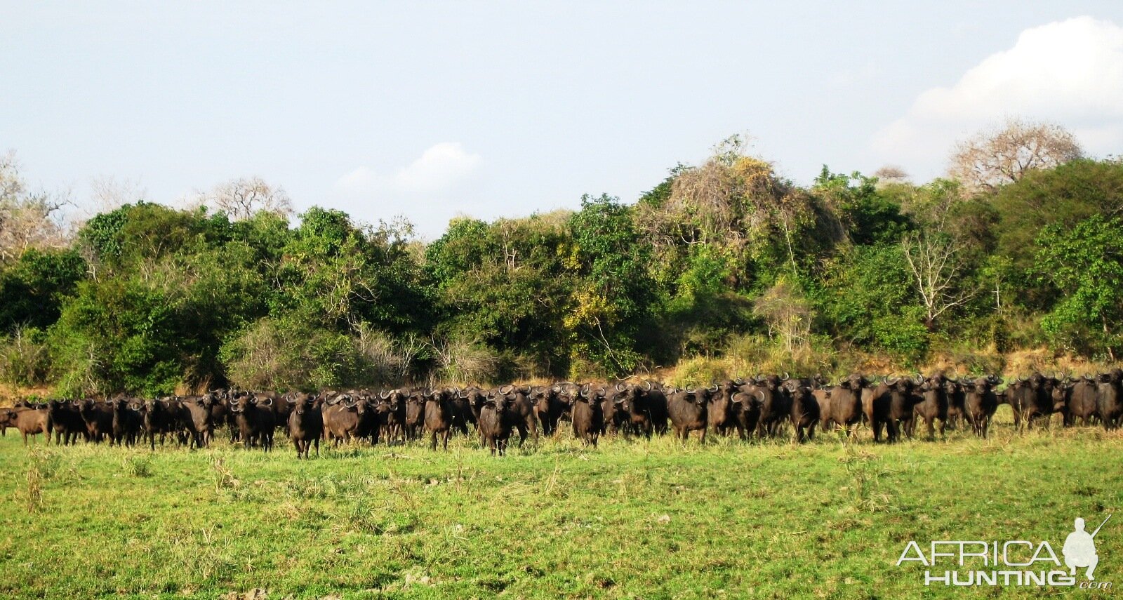 A few Buffaloes... Tanzania