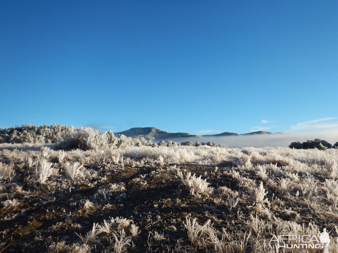 A frosty morning hunt