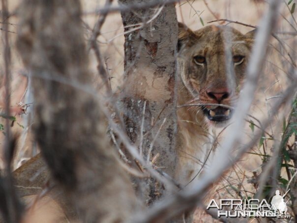 A lioness feeding on a warthog kill in the Selous