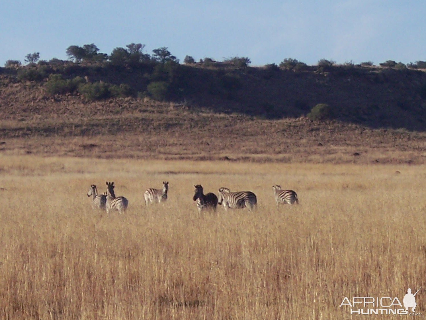 A small herd of Zebras