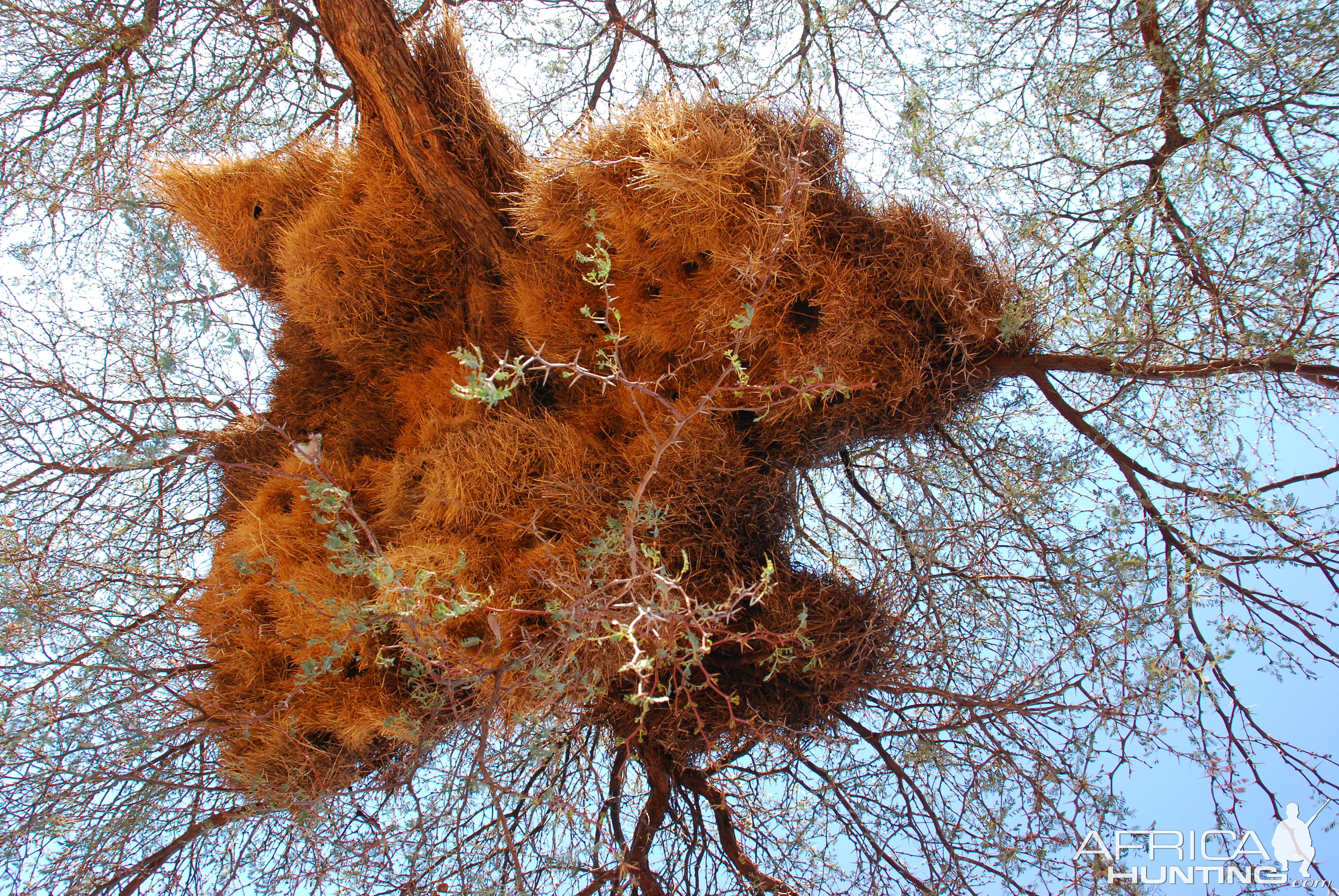 A sociable weaver bird nest in Namibia