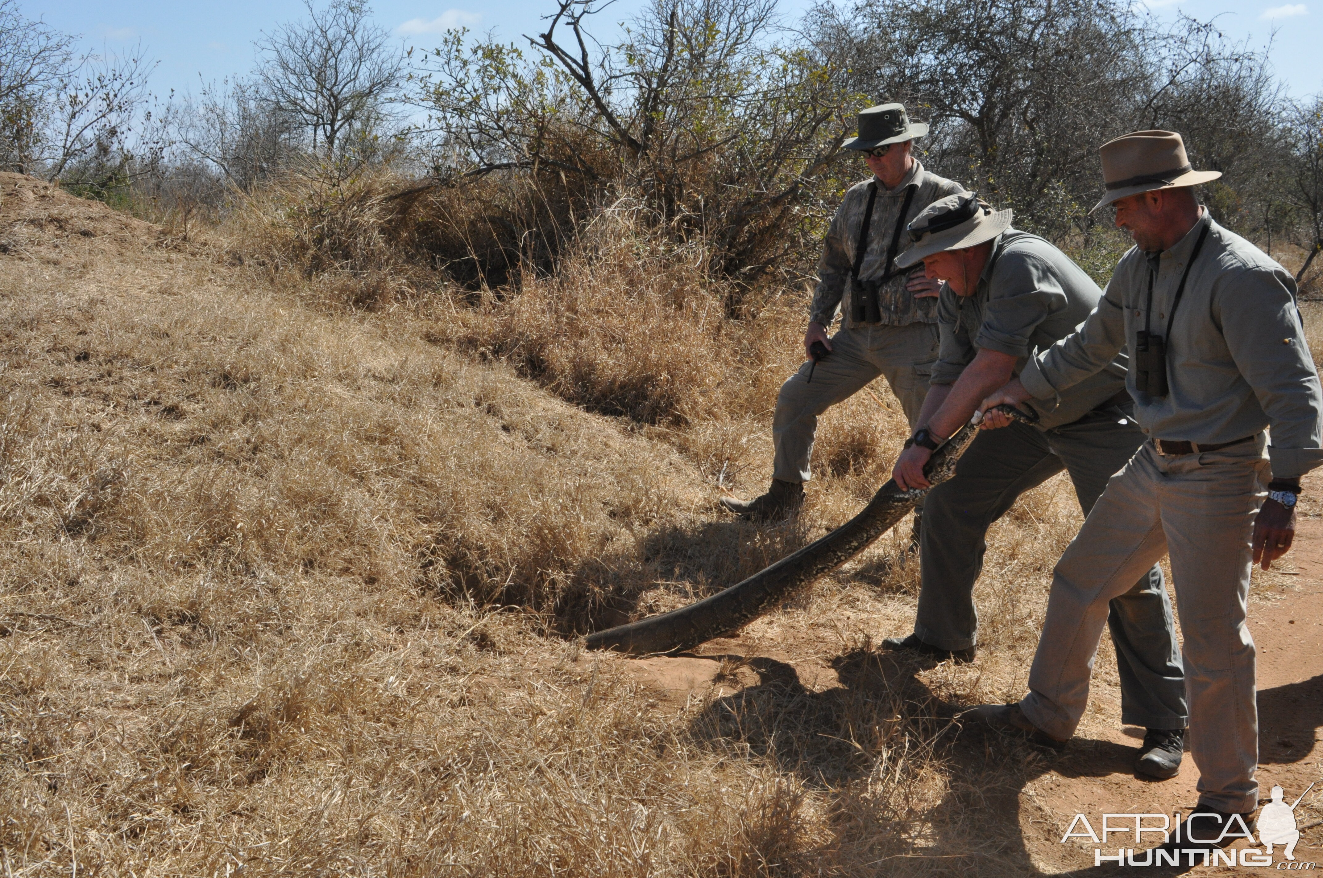 A struggle to pull this python out.....always fun to catch them.