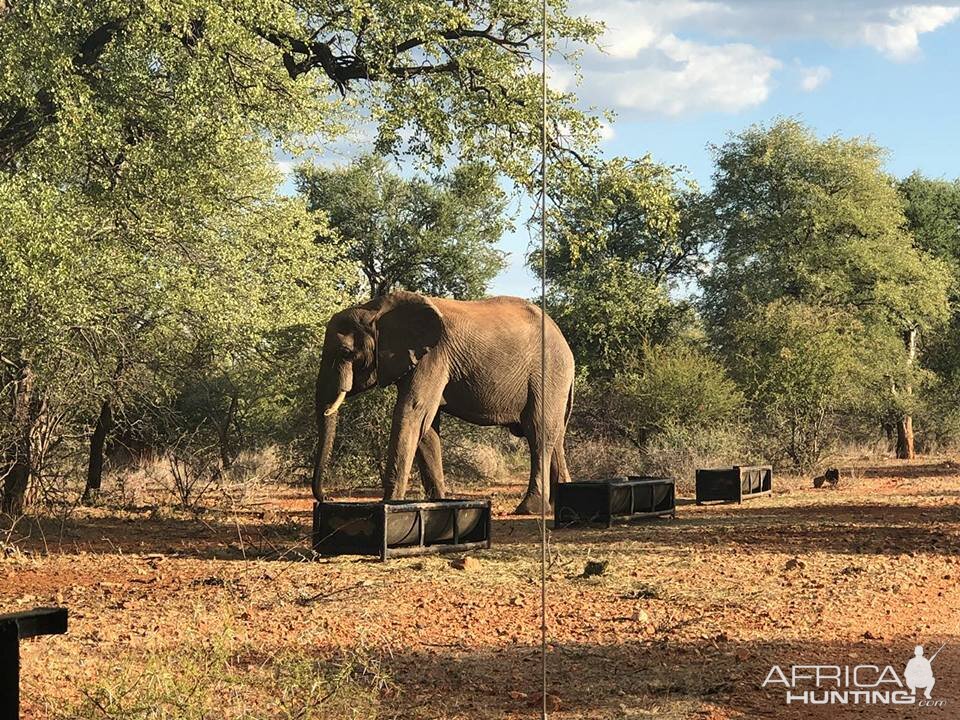 A visitor...   Elephant