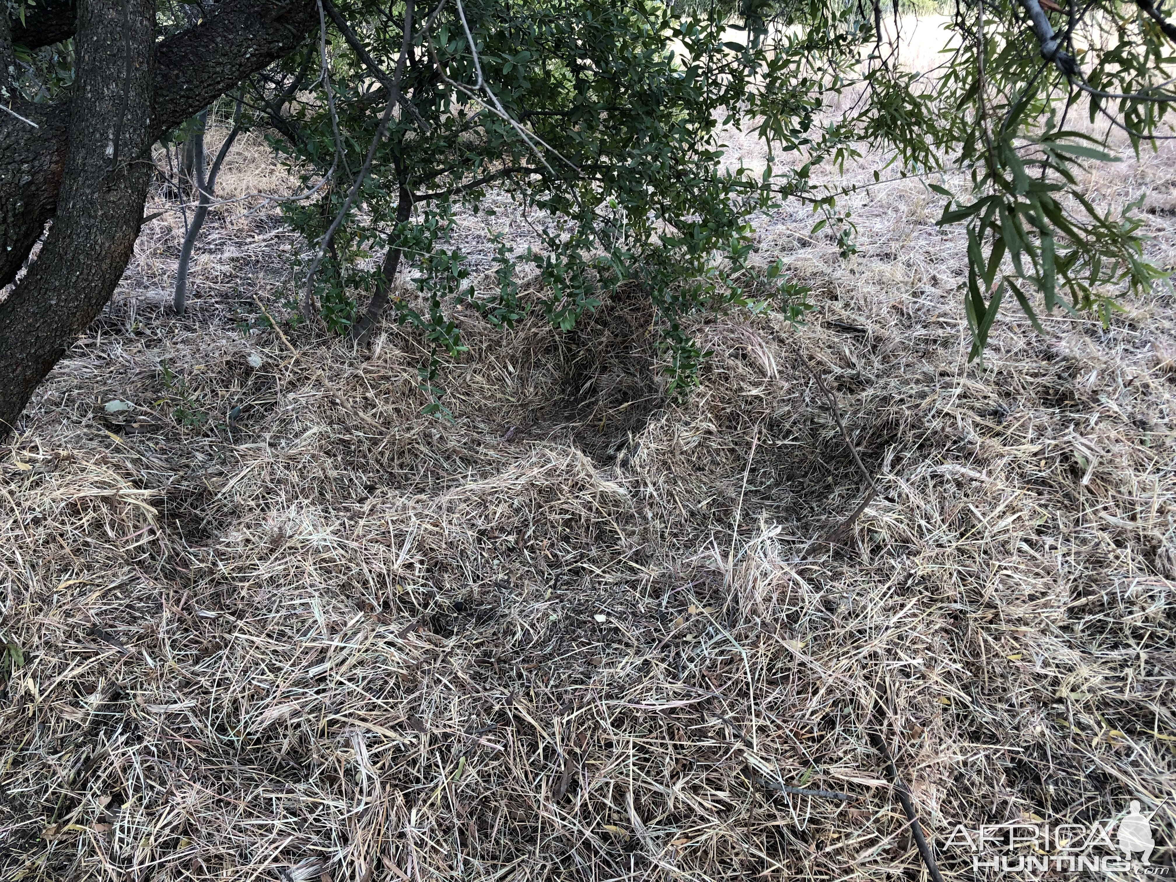 A Warthog “nest”