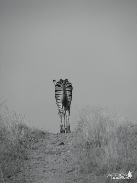 A young, lone zebra walks down a trail in South Africa