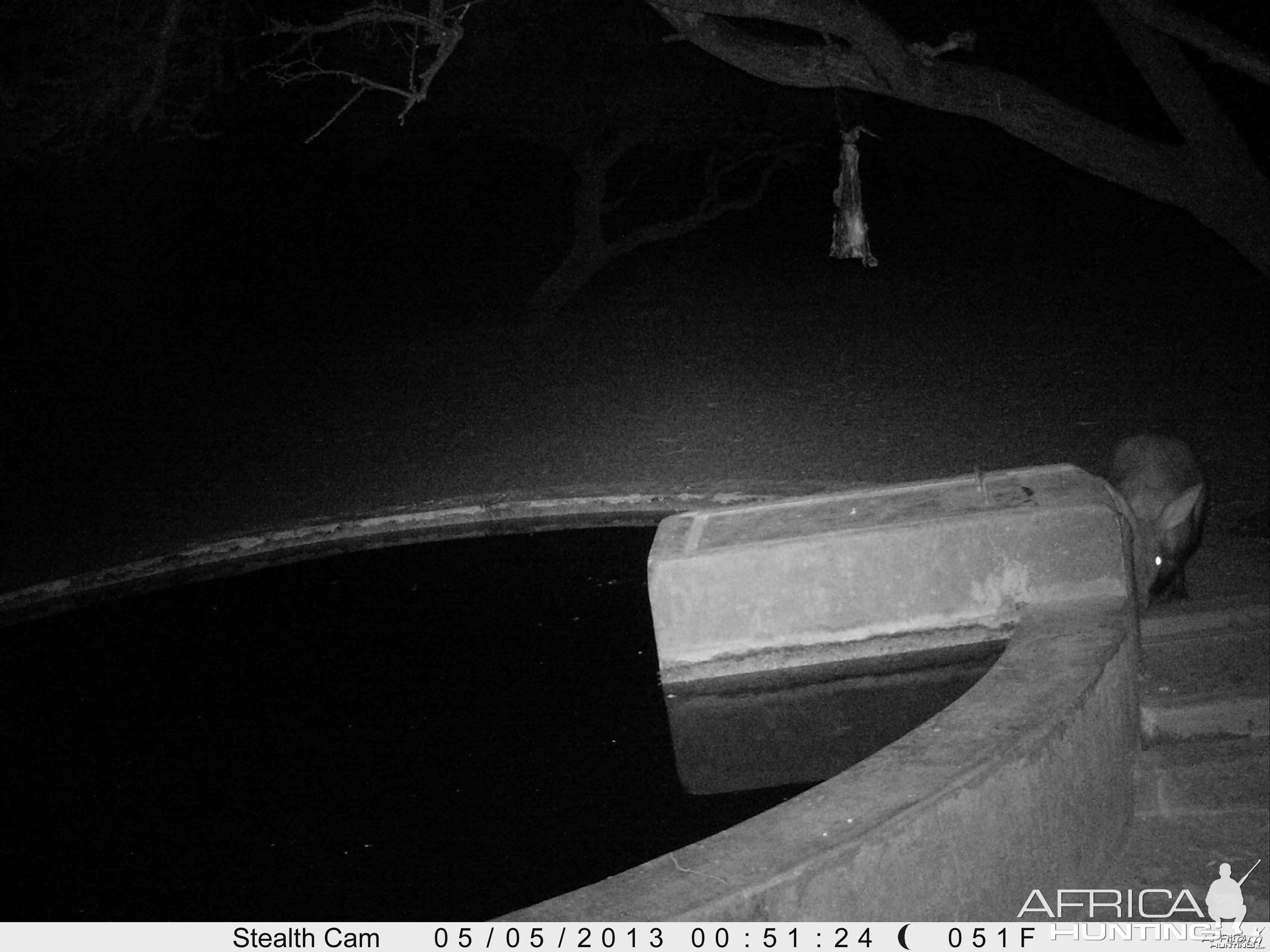 Aardvark or Antbear Trail Camera