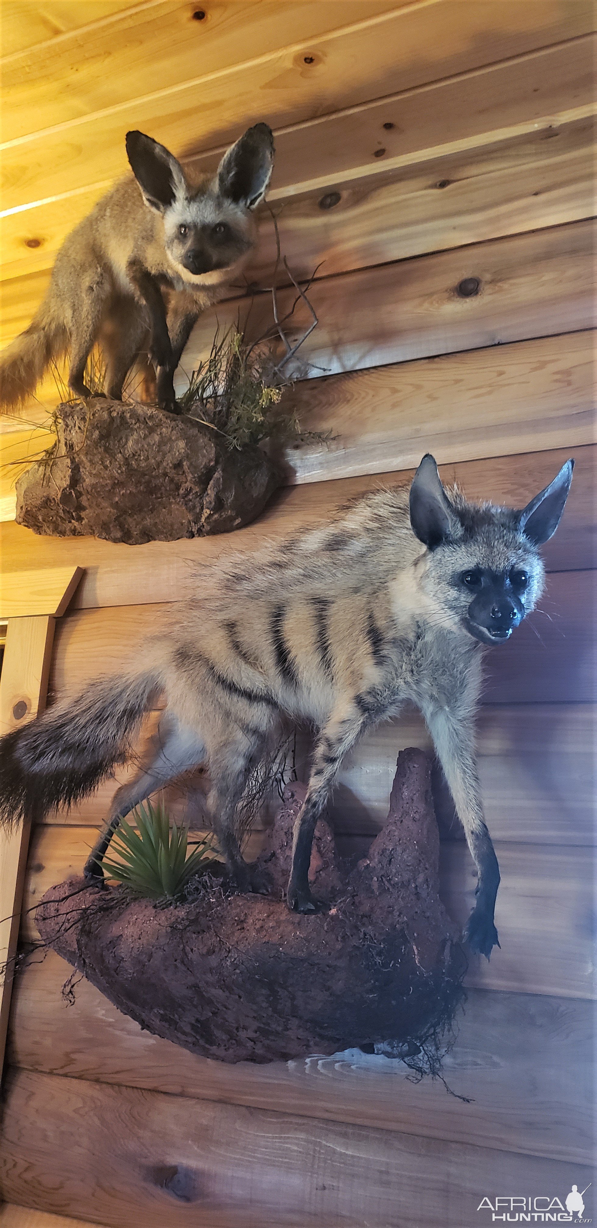 Aardwolf Full Mount Taxidermy