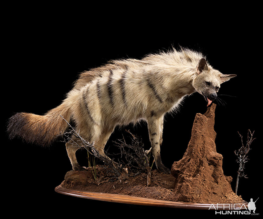 Aardwolf Full Mount Taxidermy