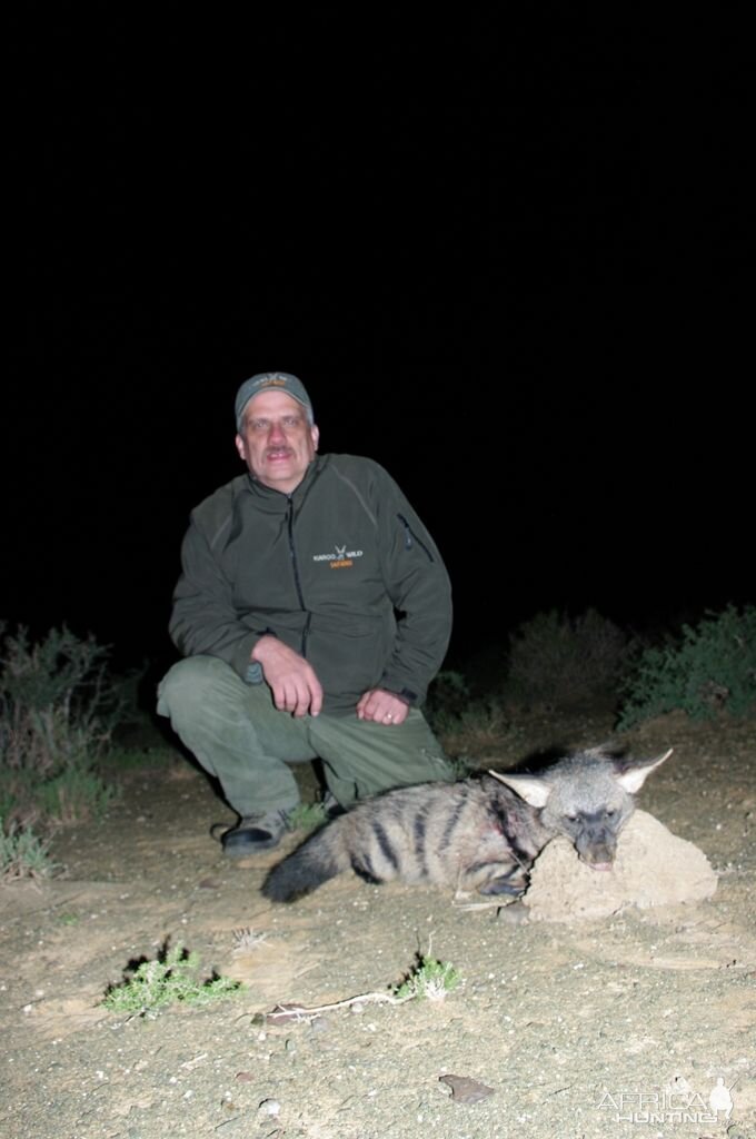 Aardwolf Hunt in South Africa