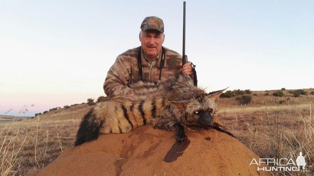 Aardwolf Hunt South Africa