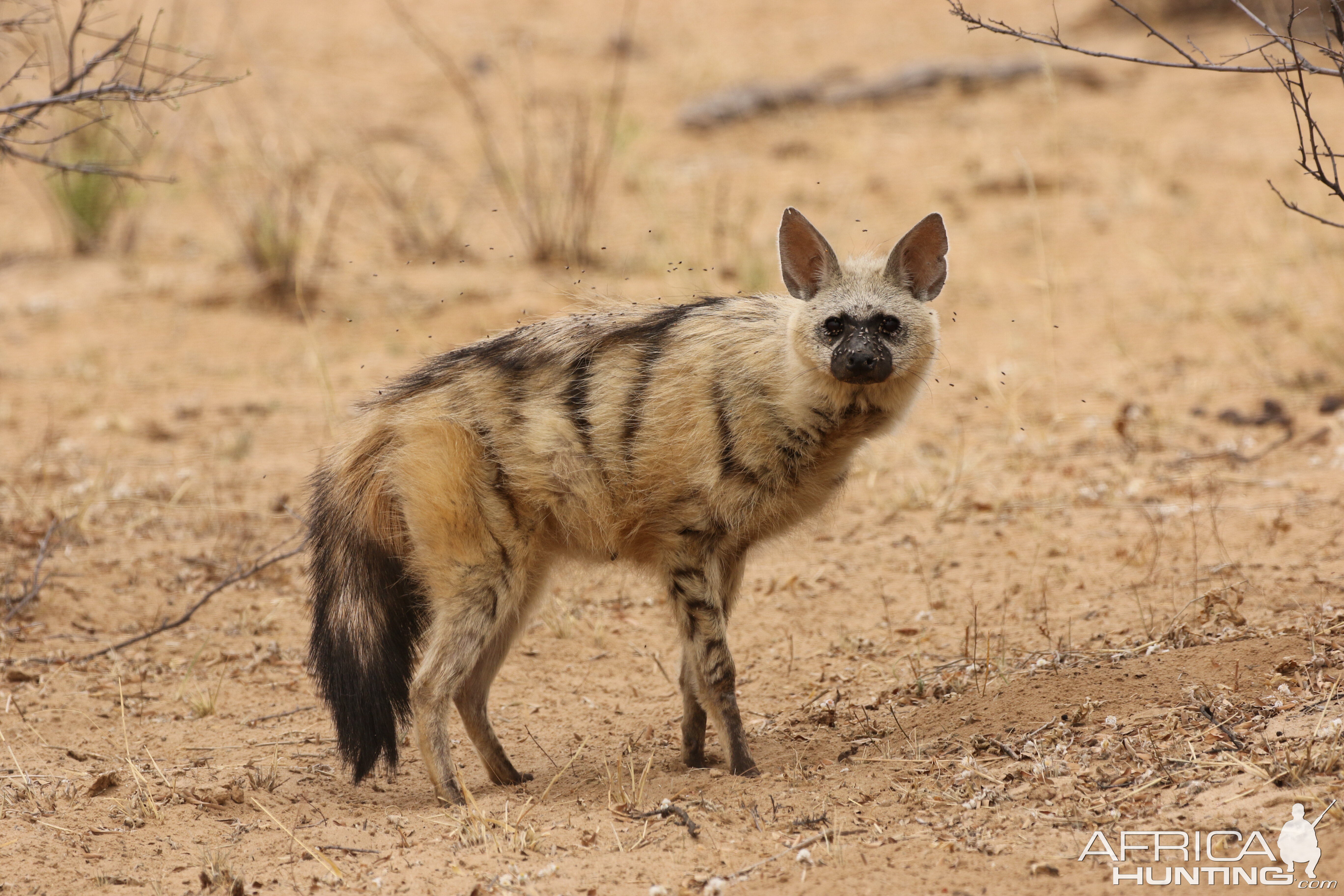 aardwolf --insect eater