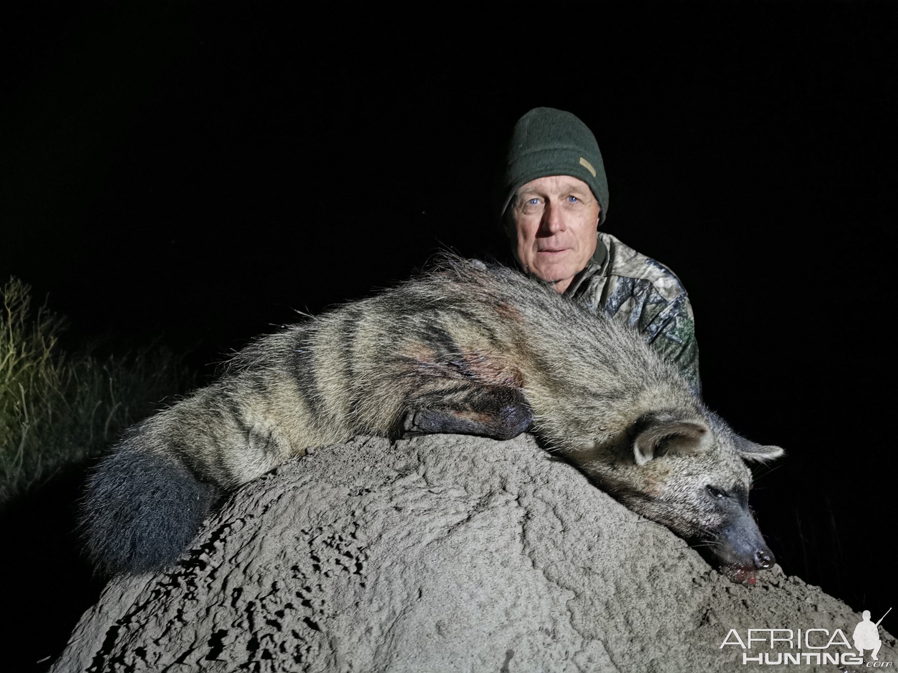 Aardwolf Night Hunt